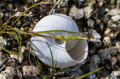 Sonorelix borregoensis