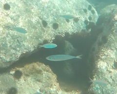 Trachurus