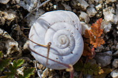 Sonorelix borregoensis