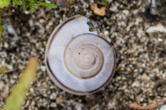 Sonorelix borregoensis