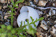 Sonorelix borregoensis