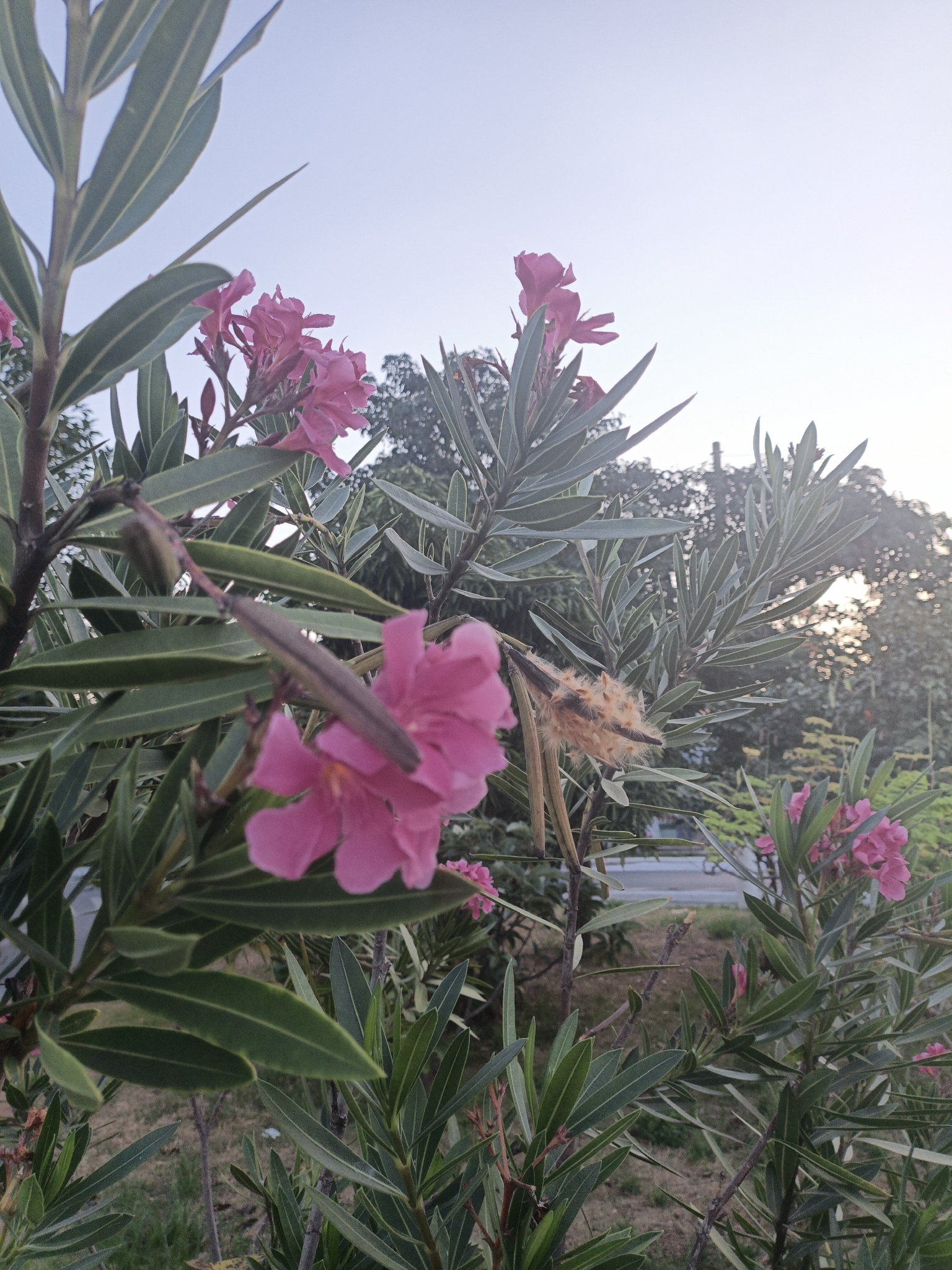 Nerium oleander