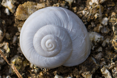 Sonorelix borregoensis