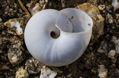 Sonorelix borregoensis