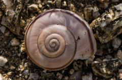 Sonorelix borregoensis