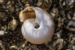 Sonorelix borregoensis