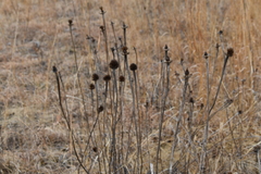 Echinacea pallida