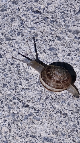 Eobania vermiculata