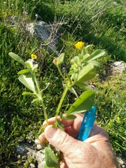 Anthyllis circinnata