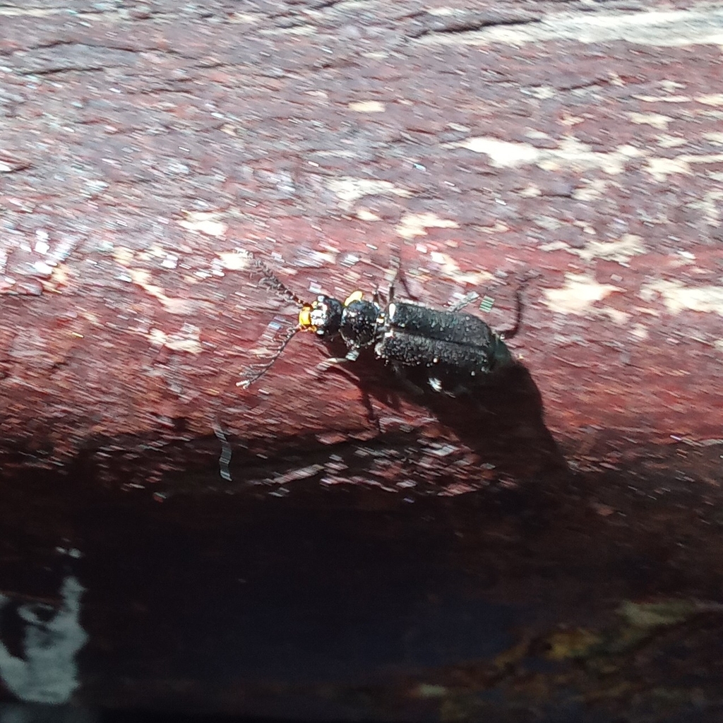 Haplomalachius hispanus