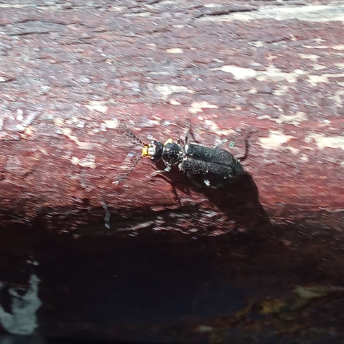 Haplomalachius hispanus