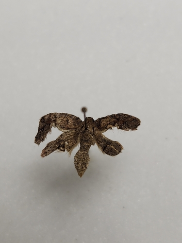 iNaturalist observation photo of Drepanulatrix