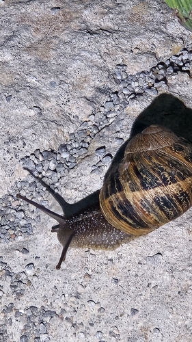 Cornu aspersum