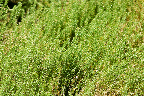 iNaturalist observation photo of Veiny Pepperweed