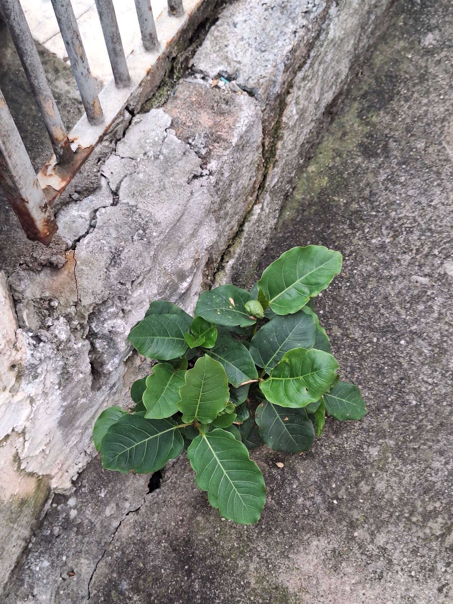 Ficus luschnathiana