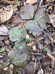 Waldsteinia