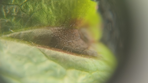 Pseudocercospora gei observed 2026-04-27