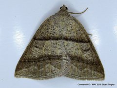 Petrophora subaequaria