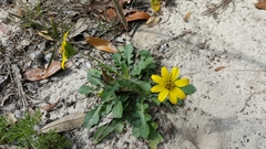 Berlandiera subacaulis