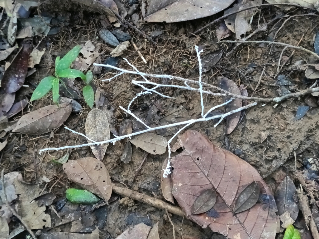 Brunneocorticium corynecarpon · April 2026 · photo: © guillaume_delaitre (iNaturalist, cc-by)