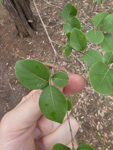 Forestiera reticulata, photograph 6