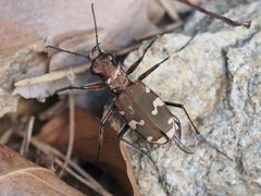 Cicindela sylvicola