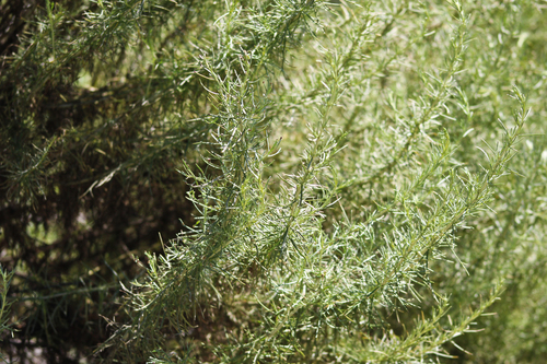 iNaturalist observation photo of California sagebrush