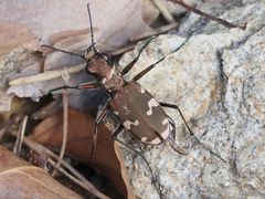 Cicindela sylvicola