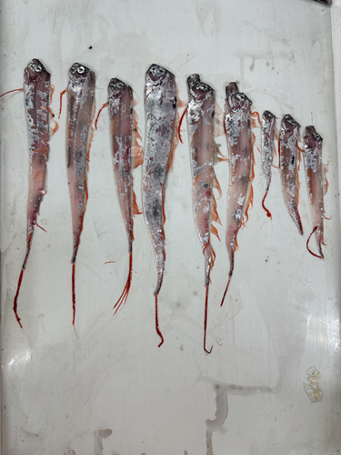 King-of-the-salmon (Trachipterus altivelis) — Trachipteridae