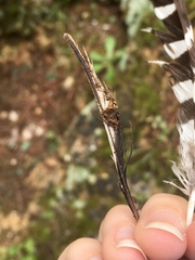 Fringilla coelebs