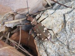 Cicindela sylvicola