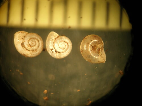 Vallonia pulchella