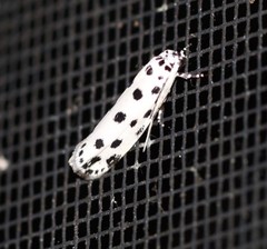 Ethmia sphaerosticha