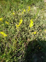 Helianthemum stipulatum