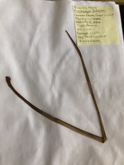 Ophiopogon jaburan