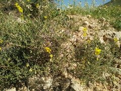Helianthemum stipulatum