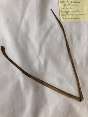 Ophiopogon jaburan