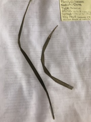 Ophiopogon planiscapus