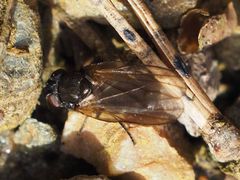 Earomyia lonchaeoides