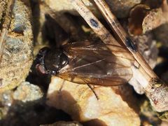 Earomyia lonchaeoides