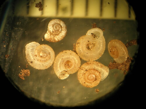 Vallonia costata