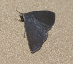 Ophyx eurrhoa