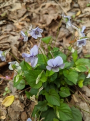 Viola rostrata