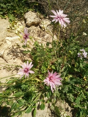 Pseudopodospermum papposum