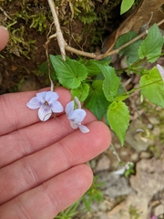 Viola rostrata