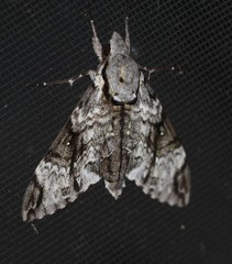 Psilogramma menephron