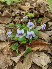 Viola rostrata