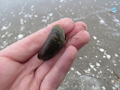 Brachidontes rodriguezii