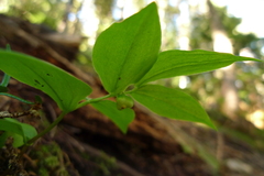Streptopus streptopoides