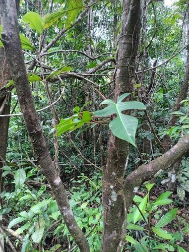 Philodendron squamiferum, photograph 2